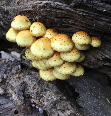 Attēlu rezultāti vaicājumam “Pholiota heteroclita”