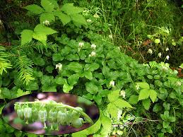 Attēlu rezultāti vaicājumam “Orthilia secunda”