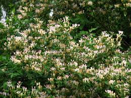 Attēlu rezultāti vaicājumam “Lonicera”