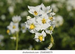 Attēlu rezultāti vaicājumam “Solanum tuberosum flower”