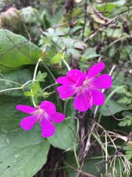 Attēlu rezultāti vaicājumam “Geranium palustre flower”