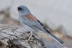 Image result for Junco hyemalis