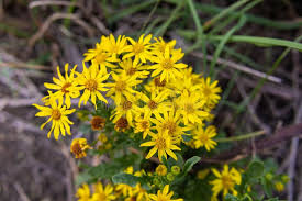 Attēlu rezultāti vaicājumam “Jacobaea vulgaris flower”