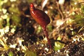 Attēlu rezultāti vaicājumam “Aloina rigida sporophyte”