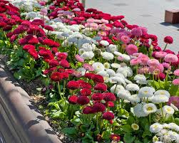 Attēlu rezultāti vaicājumam “Bellis perennis bud”