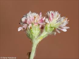 Attēlu rezultāti vaicājumam “Antennaria dioica fruit”
