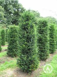 Attēlu rezultāti vaicājumam “Taxus”