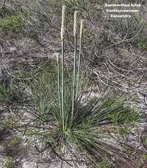 Attēlu rezultāti vaicājumam “Xanthoria fulva”