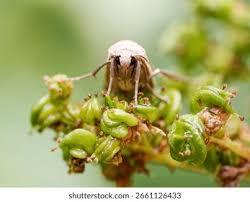 Attēlu rezultāti vaicājumam “Eilema griseola larva”