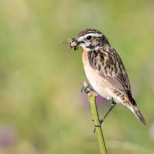 Attēlu rezultāti vaicājumam “Saxicola rubetra adult”