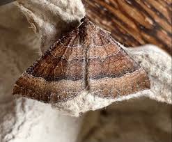 Attēlu rezultāti vaicājumam “Larentia clavaria”