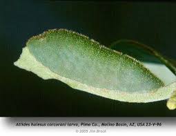 Attēlu rezultāti vaicājumam “Mellicta athalia larva”