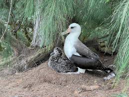 Image result for albatross dead chick