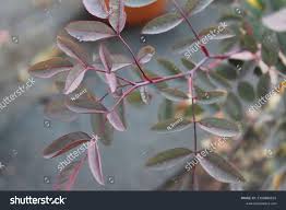 Attēlu rezultāti vaicājumam “Rosa glauca leaf”