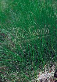 Attēlu rezultāti vaicājumam “Festuca ovina”