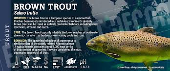 Image result for Salmo trutta trutta