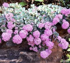 Image result for 붶