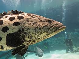 Image result for Epinephelus tukula