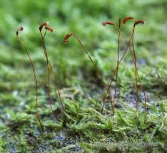 Attēlu rezultāti vaicājumam “Homomallium incurvatum”