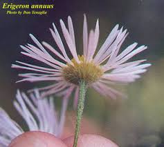 Attēlu rezultāti vaicājumam “Erigeron annuus flower”