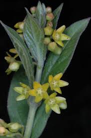 Attēlu rezultāti vaicājumam “Vincetoxicum hirundinaria flower”