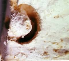 Attēlu rezultāti vaicājumam “Diaperis boleti imago”