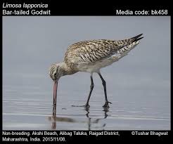 Attēlu rezultāti vaicājumam “Limosa lapponica”