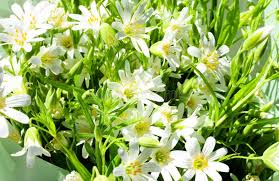 Attēlu rezultāti vaicājumam “Stellaria palustris”