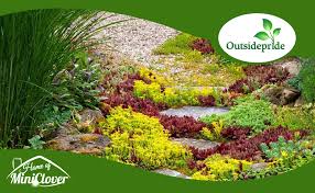 Attēlu rezultāti vaicājumam “Sedum aizoon”