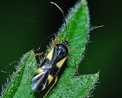 Attēlu rezultāti vaicājumam “Dryophilocoris flavoquadrimaculatus imago”