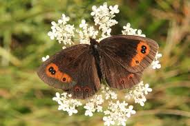 Attēlu rezultāti vaicājumam “Erebia aethiops”