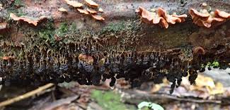 Attēlu rezultāti vaicājumam “Diderma ochraceum macro”