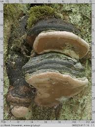 Attēlu rezultāti vaicājumam “Phellinus nigricans”