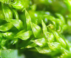 Attēlu rezultāti vaicājumam “Antitrichia curtipendula macro”