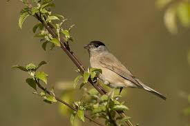 Attēlu rezultāti vaicājumam “Sylvia atricapilla male”