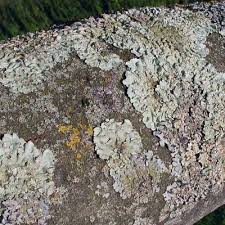 Attēlu rezultāti vaicājumam “Flavoparmelia caperata”