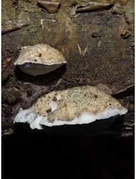 Attēlu rezultāti vaicājumam “Postia undosa”