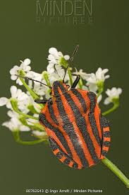 Attēlu rezultāti vaicājumam “Graphosoma lineatum”