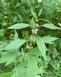 Image result for Leonurus cardiaca