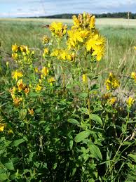 Attēlu rezultāti vaicājumam “Hypericum maculatum”