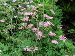 Image result for Pimpinella major