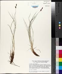 Attēlu rezultāti vaicājumam “Carex montana”