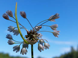 Attēlu rezultāti vaicājumam “Allium oleraceum bud”