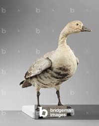 Attēlu rezultāti vaicājumam “Anser albifrons”