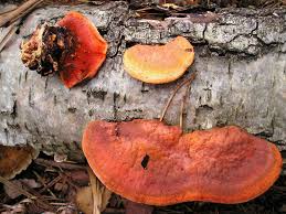 Attēlu rezultāti vaicājumam “Pycnoporus cinnabarinus”