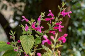 Attēlu rezultāti vaicājumam “Salvia nemorosa fruit”