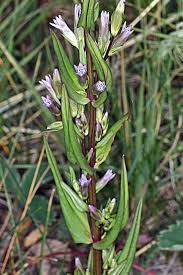 Attēlu rezultāti vaicājumam “Gentianella amarella”
