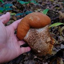 Attēlu rezultāti vaicājumam “Leccinum aurantiacum”