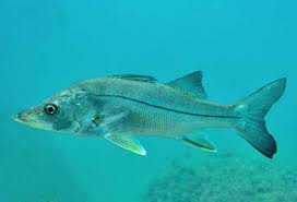 Image result for Centropomus undecimalis