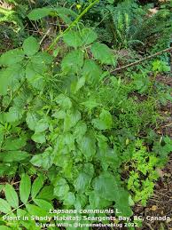 Attēlu rezultāti vaicājumam “Lapsana communis leaf”